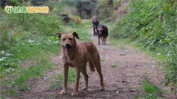 76歲嬤遭3犬狂咬全身200撕裂傷 反覆清創+高壓氧治療加速修復