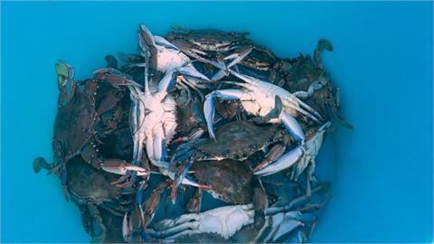 外來種吃光蛤蜊重創漁業　義大利推藍蟹料理「把敵人吃掉」