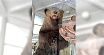 棕熊冬眠遭獵人吵醒！飢餓暴走「闖屋吞嬰」釀4死　札幌吃人熊下場曝