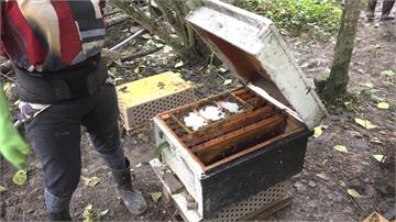 南投埔里蜜蜂群大量暴斃  疑檳榔樹噴農藥有關