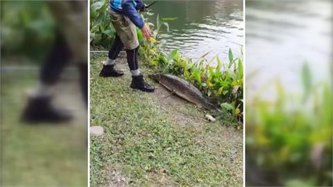 秋紅谷驚見「活化石」出沒！　「鱷魚火箭」整排利齒超嚇人