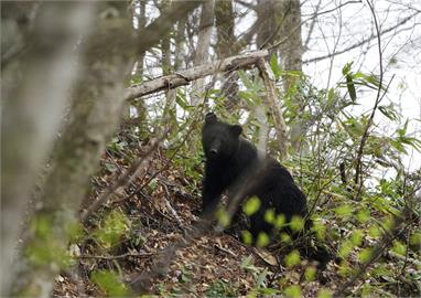 熊來了！北日本熊出沒通報數創新高　北海道發布「熊出沒」警報