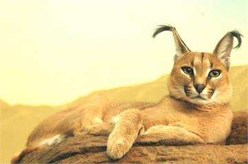 天生自帶雙馬尾♥《獰貓》可愛的外表其實是小型貓科最凶猛動物
