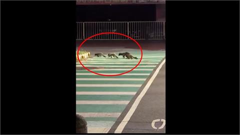 「白鼻心家族」苗栗大街過馬路　縣府：不接觸不餵食、通報調查