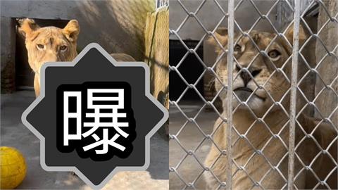 中國動物園「柯基獅」腿太短遭排擠 靠「1張圖」萌翻全網:快開放見面!