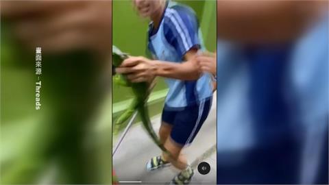 屏東校園不速之客闖入綠鬣蜥　男學生群起圍捕「成功獵蜥」