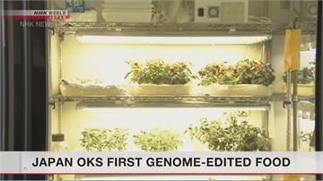 日本首准賣"基因編輯"蕃茄 宣稱吃了降血壓