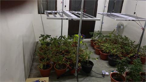 民宅內當「自耕農」？　男子自學大麻養殖栽種207株大麻市價破1200萬