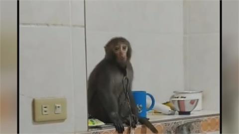 動物煉獄！領角鴞、台灣獼猴遭關籠拴鍊飼養　男涉私養保育類遭逮