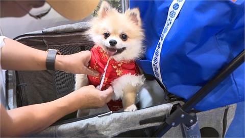 寵物年貨大街開跑！　狗狗試吃年菜.穿新衣　業者預估：有望成長五成業績