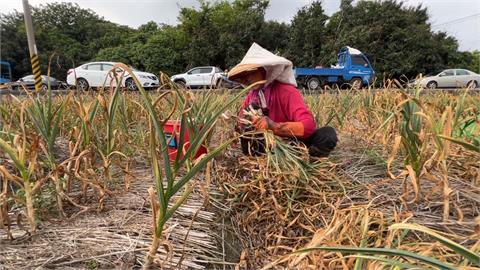 雲林蒜頭採收旺季！　產量較去年多1至2成、品質佳