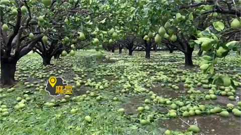丹娜絲重創南部果農　農業部長：採「複合型災害」處理