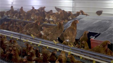 禽流感爆發、飼料成本上升　美國蛋價飆漲近160％