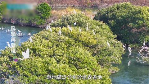 濕地生態系豐富　應提升國人對濕地重視