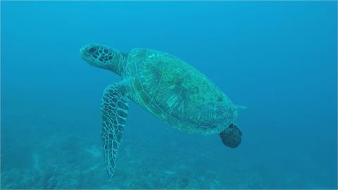 破紀錄　805隻海龜包圍小琉球　居民超興奮