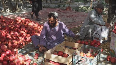 巴基斯坦大漲水果關稅5.25倍　「這個」國家農民慘了
