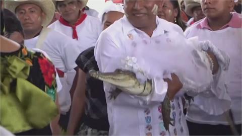 結婚對象不是人！　墨西哥小鎮鎮長迎娶母鱷魚