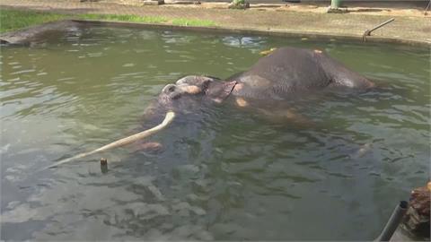 贈斯里蘭卡大象疑受虐引爆外交問題　搭2千萬專機返泰國治療