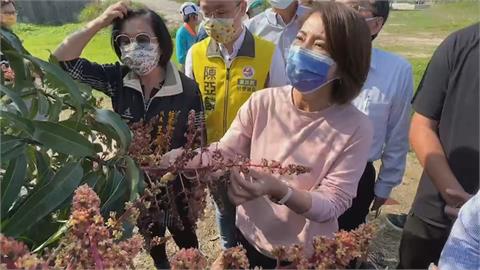 屏東縣長初選爭霸　綠營3立委分頭勘災芒果園