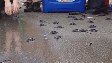 海洋生態保育有成！36隻小綠蠵龜孵化回大海