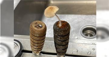 水槽旁驚現「香菇刀」　廚房人員傻眼：一夜之間長出來