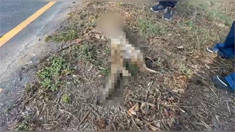 今年首起！彰化和美石虎遭路殺　初判為覓食遭撞亡