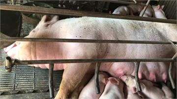 非洲豬瘟中國已爆14起 豬肉滯銷價狂跌