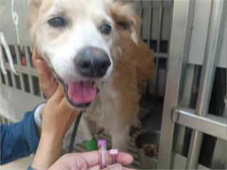 林口大黃弟重獲幸福 浪犬腳潰爛見骨堅強求生