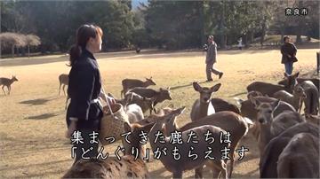 疫情影響遊客銳減！日本奈良鹿「野生化」覓食
