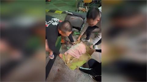 快新聞／雲林北港凌晨傳吵架聲！無辜小狗從天而降出血命危　網友氣炸報警怒尋飼主