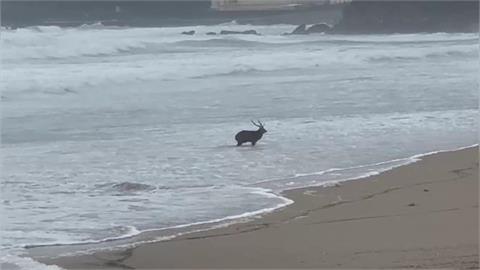 快新聞／墾丁海灘竟出現梅花鹿！疑遭野狗咬傷無法逃離　多次險遭大浪滅頂