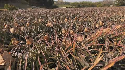 天候30％採收鳳梨現裂果　台南農業局媒合加工廠製加工品