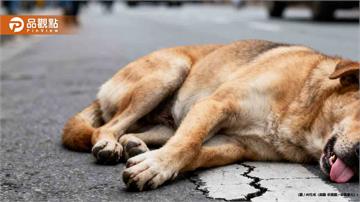 惡劣!男子酒後狂摔狗!雲林大黃狗5樓墜地內臟破裂命危