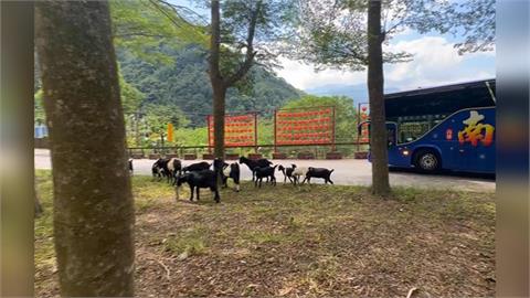 南投驚見「羊群」霸路吃草　疑同位飼主「二度放羊」