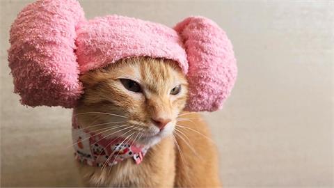 BP來台高雄「粉色行銷」做好做滿　蜜柑站長戴粉色羊角毛巾萌度爆表