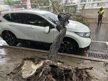 台南中西區路樹倒塌重壓自小客車　無人受傷