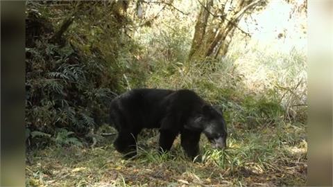 快新聞／台灣黑熊現蹤！宜蘭林道直擊身影　防熊措施一次看