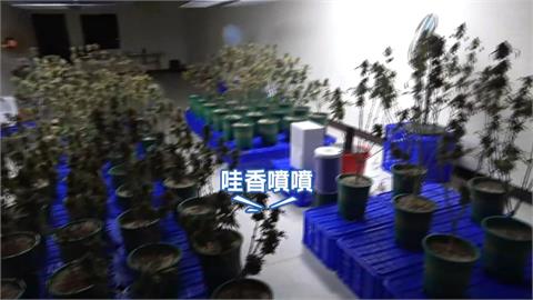 最危險地方最安全？　地檢署「３００公尺」外查獲大麻工廠