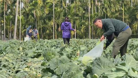 屏東竹田高麗菜園開放自採　「每顆只要20元」吸大批人潮