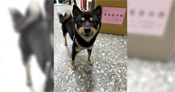 1歲黑柴「HAPPY」走失7天跨區流浪　警員掃晶片助重回主人懷抱
