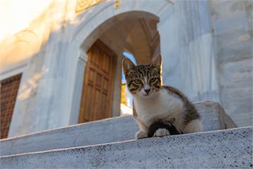對貓友善、對旅人溫柔 愛貓族最適合旅行的6大國際城市