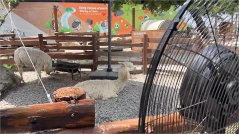 太熱了! 南投小型動物園 羊咩咩集體吹風扇