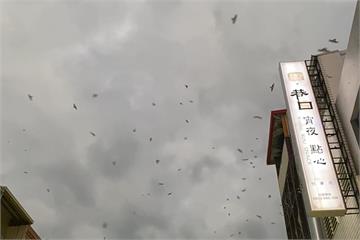 快新聞／上萬隻家燕棲息台東市區 漫天飛舞「黃金雨彈」狂炸