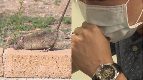 台灣首例漢他病毒死亡案例…致死率曝光!醫揭恐怖症狀「非常難搞」:大掃除小心