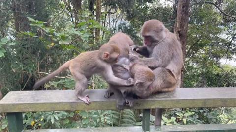 日月潭環湖步道猴群出沒不怕人　專家：建議保持安全距離