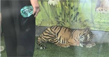強迫營業合照！動物園工作人員打老虎頭又噴水　園方說話了
