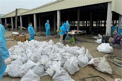 大雨後、高溫成病原溫床  雲林1鵝場染禽流感