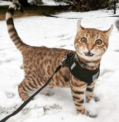 百看不膩《雪地裡的貓》對於初次見雪的貓咪來說彷彿看到新世界w