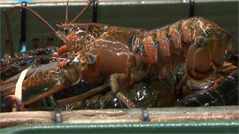 古巴拒台護照入境「我國抵制龍蝦」慘跌7成！他揭「親中3大慘案」：這就是台灣實力