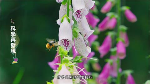 90%經濟作物授粉靠蜜蜂！　抗暖化保育蜜蜂拒消失